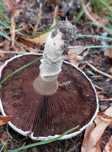 ŽAMPION POLNÍ (Agaricus campestris) FOTO: Marta Knauerová, 8/2023