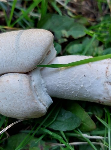 ŽAMPION ŠUPINKATÝ (Agaricus squamulifer) FOTO: Marta Knauerová, 8/2023