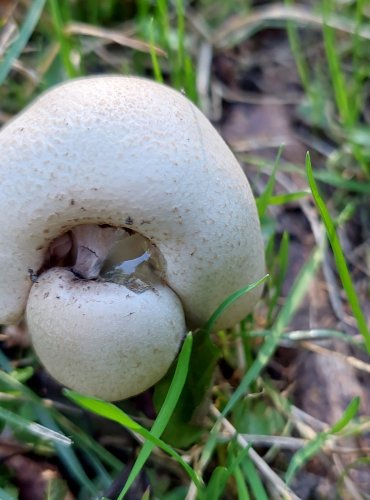 ŽAMPION ŠUPINKATÝ (Agaricus squamulifer) FOTO: Marta Knauerová, 8/2023