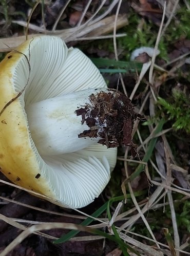 HOLUBINKA CHROMOVÁ (Russula claroflava) FOTO: Marta Knauerová, 8/2023