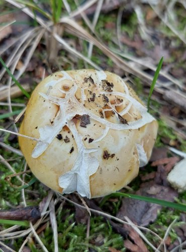 HOLUBINKA CHROMOVÁ (Russula claroflava) FOTO: Marta Knauerová, 8/2023