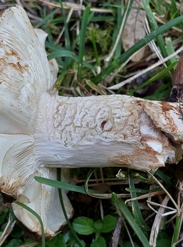 HOLUBINKA SESTERSKÁ (Russula sororia) FOTO: Marta Knauerová, 8/2023