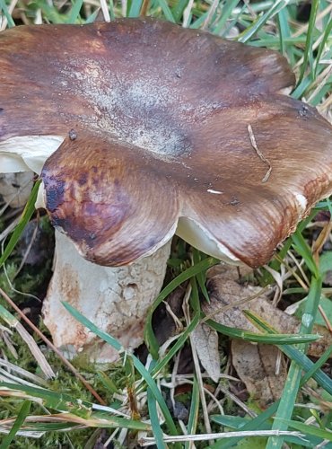 HOLUBINKA SESTERSKÁ (Russula sororia) FOTO: Marta Knauerová, 8/2023