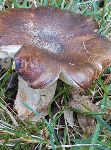 HOLUBINKA SESTERSKÁ (Russula sororia) FOTO: Marta Knauerová, 8/2023