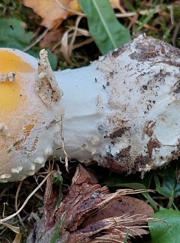 MUCHOMŮRKA ČERVENÁ (Amanita muscaria) FOTO: Marta Knauerová, 8/2023