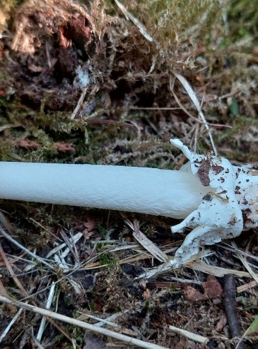 POŠVATKA OBECNÁ neboli muchomůrka pošvatá (Amanita vaginata), FOTO: Marta Knauerová, 8/2023