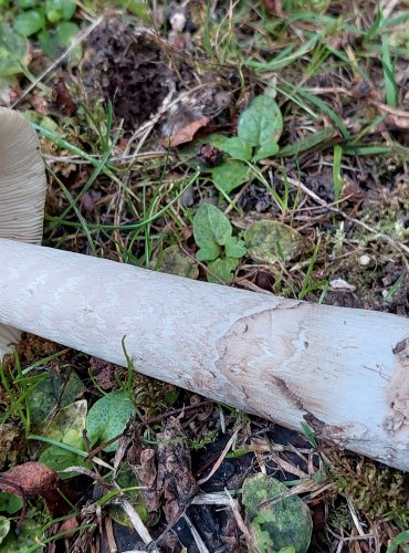 POŠVATKA STROUPKATÁ neboli muchomůrka šupinatá (Amanita ceciliae), FOTO: Marta Knauerová, 8/2023

