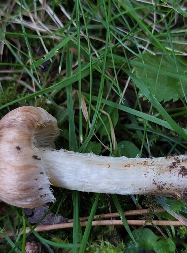 VLÁKNICE KUŽELOVITÁ (Inocybe rimosa) FOTO: Marta Knauerová, 8/2023