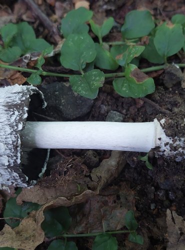 HNOJNÍK OBECNÝ (Coprinus comatus) FOTO: Marta Knauerová, 9/2023