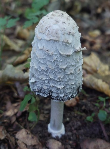 HNOJNÍK OBECNÝ (Coprinus comatus) FOTO: Marta Knauerová, 9/2023