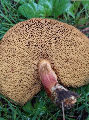 HŘIB PARKOVÝ (Hortiboletus bubalinus) FOTO: Marta Knauerová, 9/2023