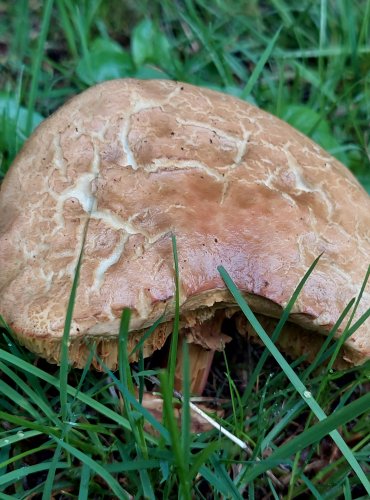 HŘIB PARKOVÝ (Hortiboletus bubalinus) FOTO: Marta Knauerová, 9/2023