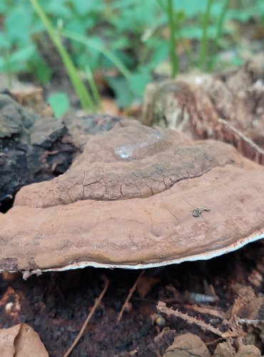 LESKLOKORKA PLOSKÁ (Ganoderma applanatum) FOTO: Marta Knauerová, 9/2023