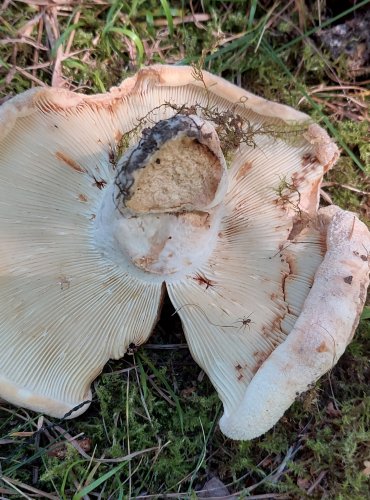 RYZEC PLSTNATÝ (Lactarius vellereus) FOTO: Marta Knauerová, 9/2023