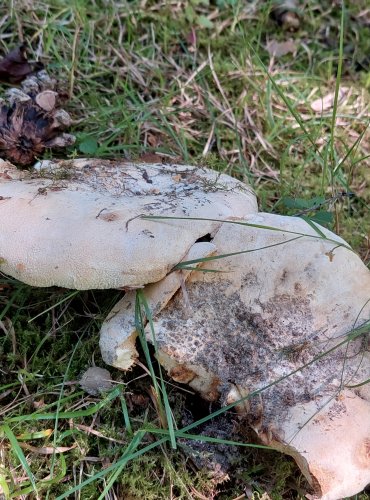 RYZEC PLSTNATÝ (Lactarius vellereus) FOTO: Marta Knauerová, 9/2023