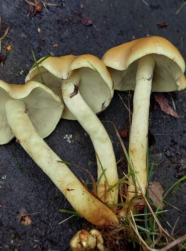 TŘEPENITKA SVAZČITÁ (Hypholoma fasciculare) FOTO: Marta Knauerová, 9/2023