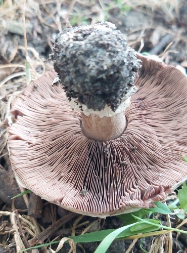 ŽAMPION OPÁSANÝ (Agaricus bitorquis) FOTO: Marta Knauerová, 9/2023