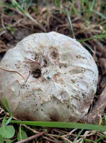 ŽAMPION OPÁSANÝ (Agaricus bitorquis) FOTO: Marta Knauerová, 9/2023