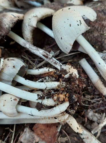 HNOJNÍK ROMAGNESIHO (Coprinopsis romagnesiana) FOTO: Marta Knauerová, 9/2023

