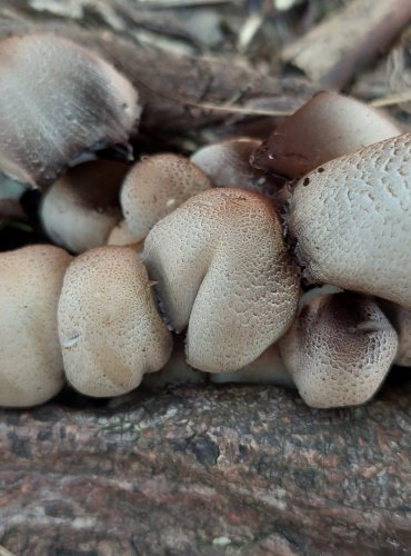 HNOJNÍK ROMAGNESIHO (Coprinopsis romagnesiana) FOTO: Marta Knauerová, 9/2023

