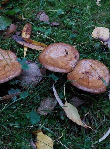 ČECHRATKA PODVINUTÁ (Paxillus involutus) FOTO: Marta Knauerová, 10/2023