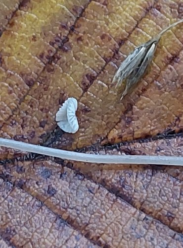 HELMOVKA DESKOVITÁ (Mycena stylobates) FOTO: Marta Knauerová, 10/2023