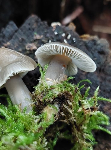 HELMOVKA TUHONOHÁ (Mycena galericulata) FOTO: Marta Knauerová, 10/2023