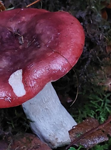 HOLUBINKA KŘEHKÁ (Russula fragilis) FOTO: Marta Knauerová, 10/2023
