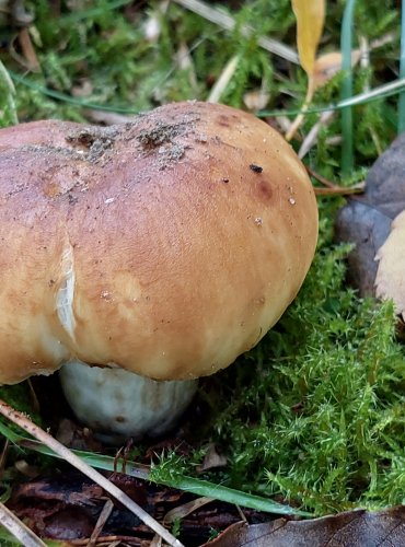 HOLUBINKA PÁCHNOUCÍ (Russula subfoetens) FOTO: Marta Knauerová, 10/2023