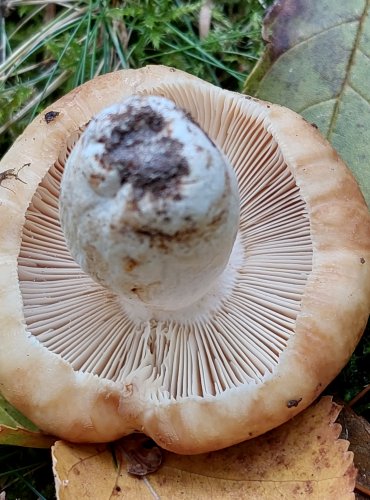 HOLUBINKA PÁCHNOUCÍ (Russula subfoetens) FOTO: Marta Knauerová, 10/2023