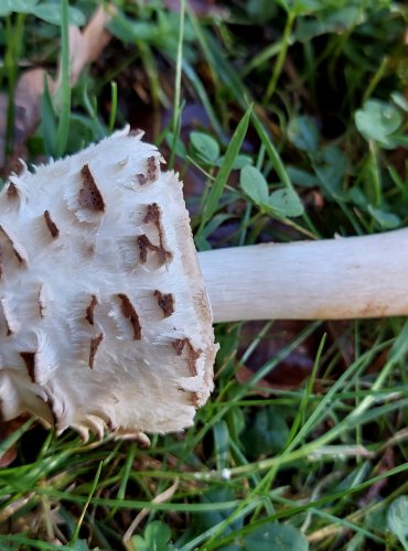 BEDLA ČERVENAJÍCÍ (Chlorophyllum rachodes) FOTO: Marta Knauerová, 10/2023