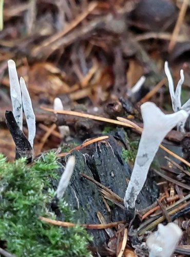 DŘEVNATKA PAROHATÁ (Xylaria hypoxylon) FOTO: Marta Knauerová, 10/2023