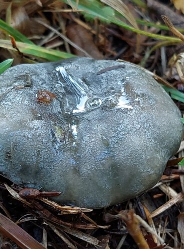 HOLUBINKA PODMRAČNÁ (Russula parazurea) FOTO: Marta Knauerová, 10/2023
