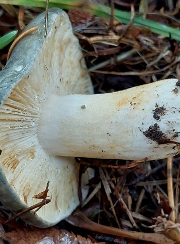 HOLUBINKA PODMRAČNÁ (Russula parazurea) FOTO: Marta Knauerová, 10/2023
