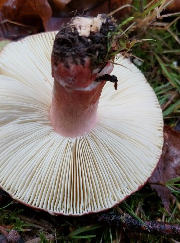 HOLUBINKA SLANEČKOVÁ (Russula graveolens) FOTO: Marta Knauerová, 10/2023