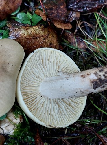 ČIRŮVKA MÝDLOVÁ (Tricholoma saponaceum) FOTO: Marta Knauerová, 10/2023