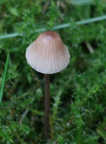 HELMOVKA MLÉČNÁ (Mycena galopus) FOTO: Marta Knauerová, 10/2023