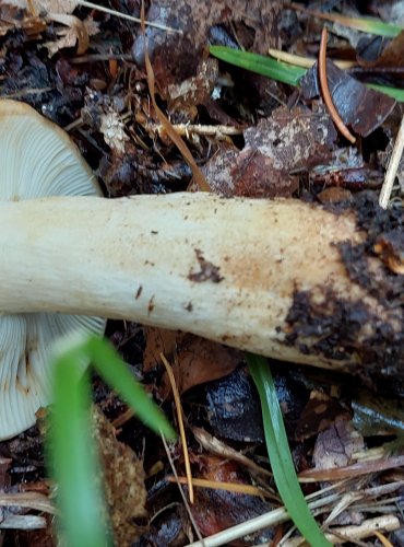 HOLUBINKA LEPKAVÁ (Russula viscida) FOTO: Marta Knauerová, 10/2023
