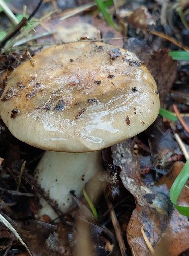 HOLUBINKA LEPKAVÁ (Russula viscida) FOTO: Marta Knauerová, 10/2023