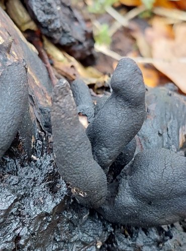 DŘEVNATKA KYJOVITÁ neboli MNOHOTVÁRNÁ (Xylaria polymorpha) FOTO: Marta Knauerová, 12/2023
