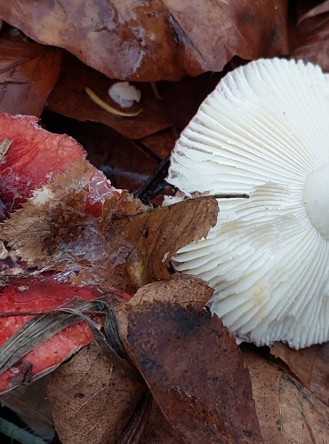 HOLUBINKA KŘEHKÁ (Russula fragilis) FOTO: Marta Knauerová, 12/2023