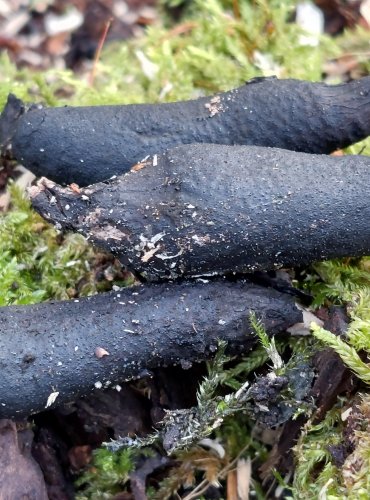 DŘEVNATKA KYJOVITÁ neboli MNOHOTVÁRNÁ (Xylaria polymorpha) FOTO: Marta 
Knauerová, 12/2023
