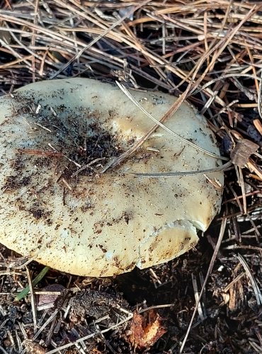 HOLUBINKA HLÍNOŽLUTÁ (Russula ochroleuca) FOTO: Marta Knauerová, 12/2023