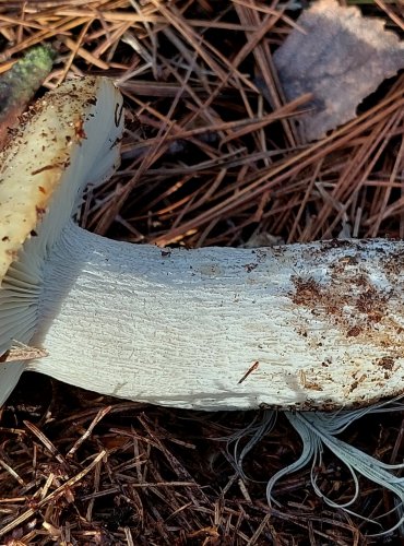 HOLUBINKA HLÍNOŽLUTÁ (Russula ochroleuca) FOTO: Marta Knauerová, 12/2023