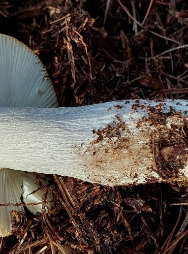 HOLUBINKA HLÍNOŽLUTÁ (Russula ochroleuca) FOTO: Marta Knauerová, 12/2023