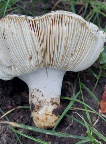 HOLUBINKA NAZELENALÁ (Russula virescens) FOTO: Marta Knauerová, 7/2024