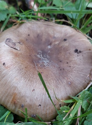 HOLUBINKA HŘEBÍLKATÁ (Russula amoenolens) FOTO: Marta Knauerová, 11/2024