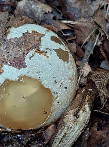 HADOVKA SMRDUTÁ (Phallus impudicus) VAJÍČKO, FOTO: Marta Knauerová, 2022