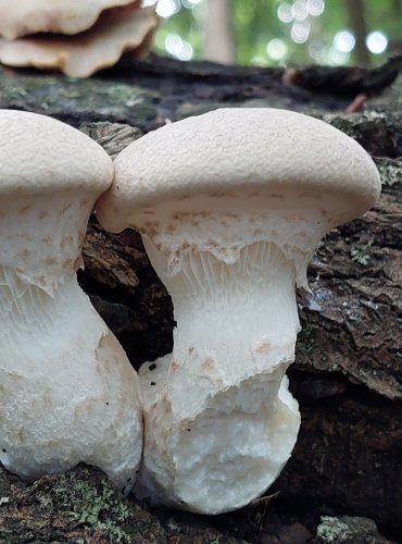 HLÍVA DUBOVÁ (Pleurotus dryinus) FOTO: Marta Knauerová, 2022