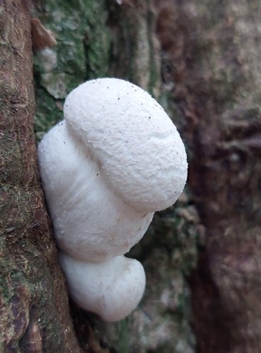 HLÍVA DUBOVÁ (Pleurotus dryinus) FOTO: Marta Knauerová, 2022